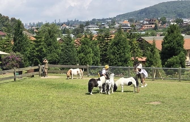 Children riding ponies at the highland alpaca farm with mountain views in Bali